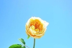 老婆铁心离婚，如何挽回婚姻？（情感危机，如何转危为安？）
